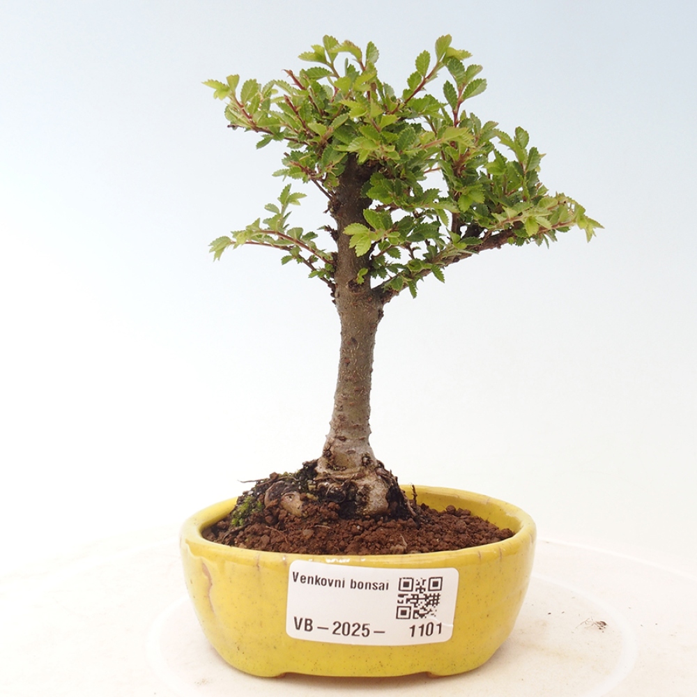 Outdoor bonsai - Ulmus parvifolia Sagei - Small-leaved elm
