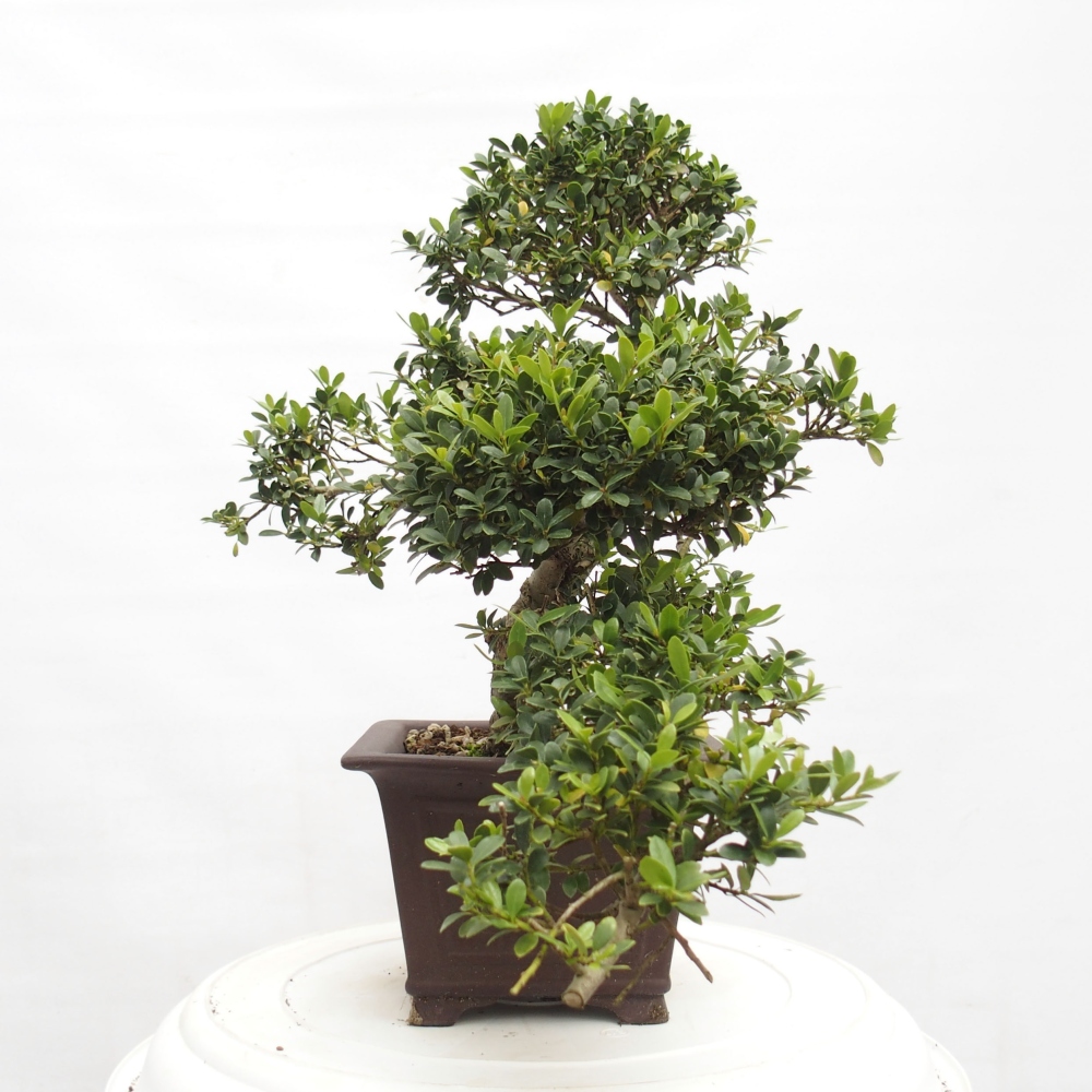 Indoor bonsai - Ilex crenata - Holly