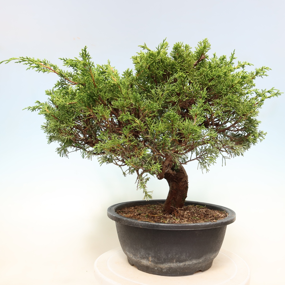 Outdoor Bonsai - Juniperus chinensis Itoigawa - Chinese Juniper