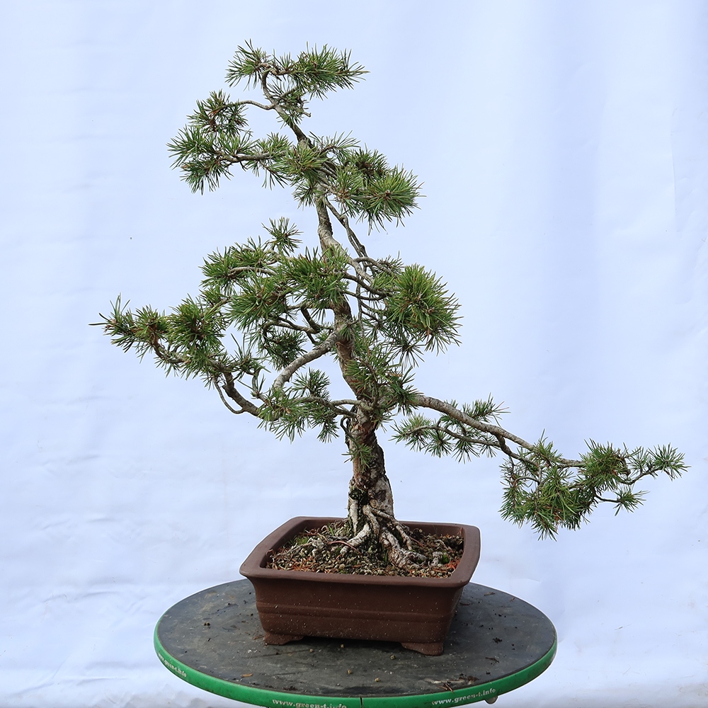 Pinus sylvestris Spain - Scots pine