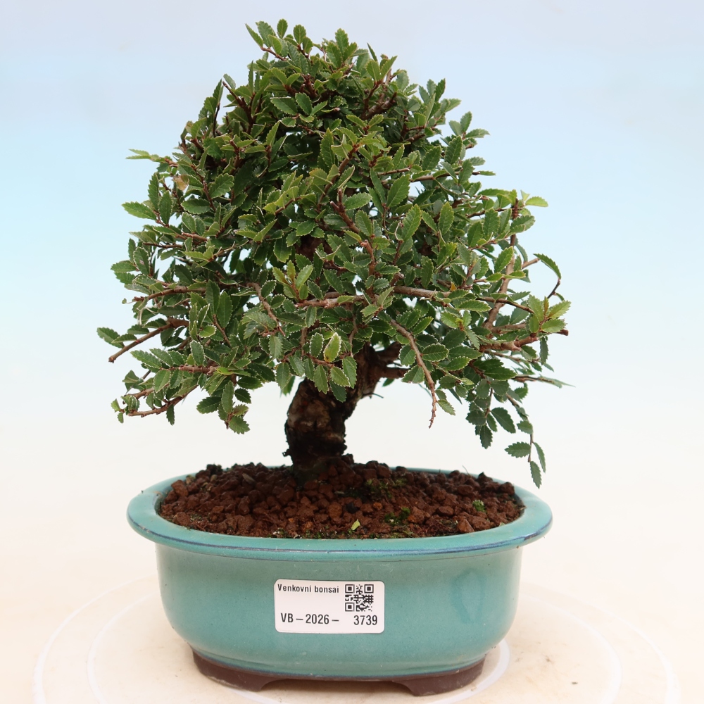 Outdoor bonsai - Zelkova - Zelkova NIRE