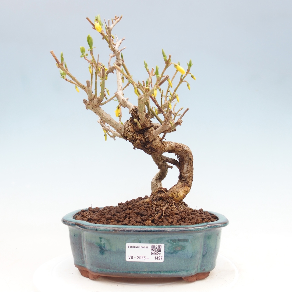 Outdoor bonsai - Zlatice - Forsythia koreana