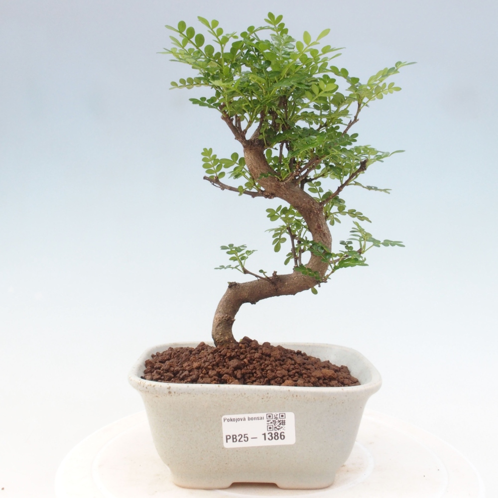 Indoor bonsai - Zantoxylum piperitum - Peppermint