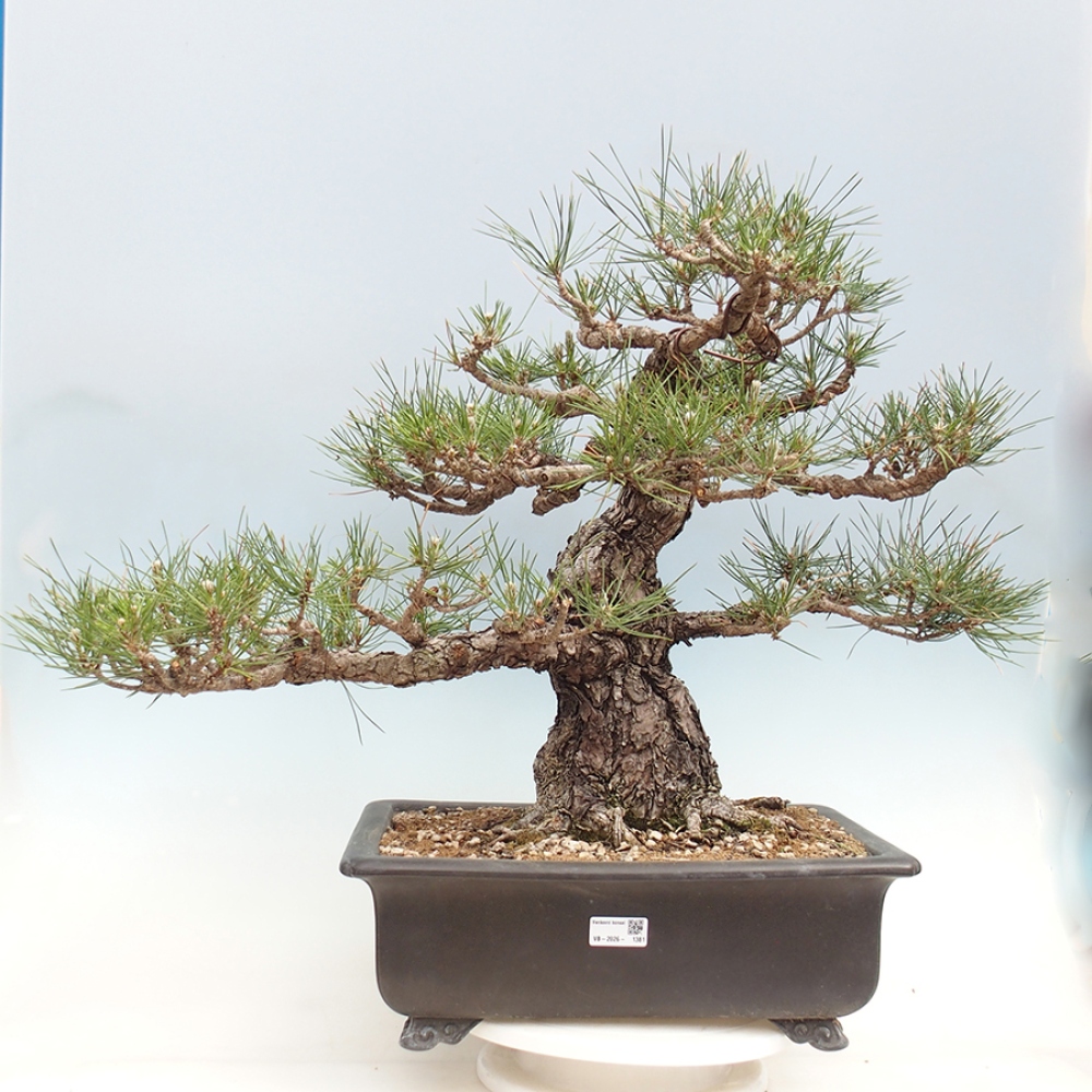 Outdoor bonsai - Pinus thunbergii - Thunberg pine