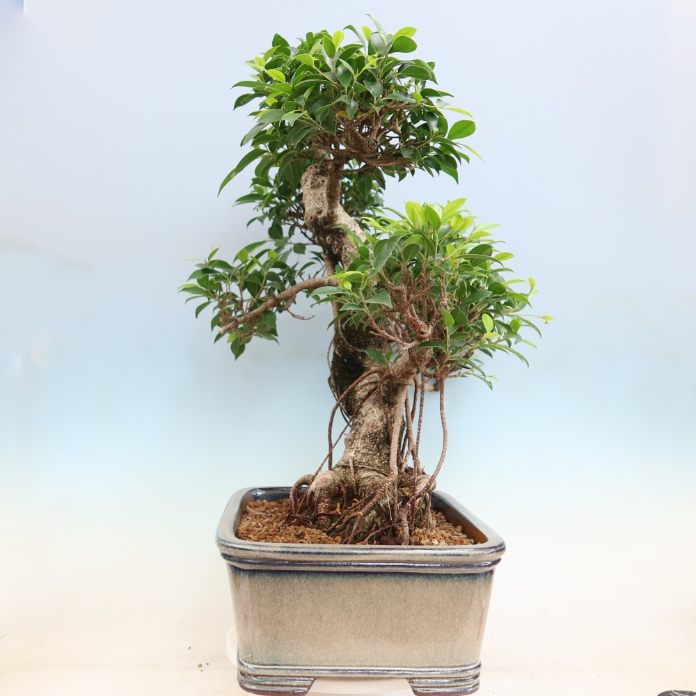Room bonsai - Ficus kimmen - small-leaved ficus