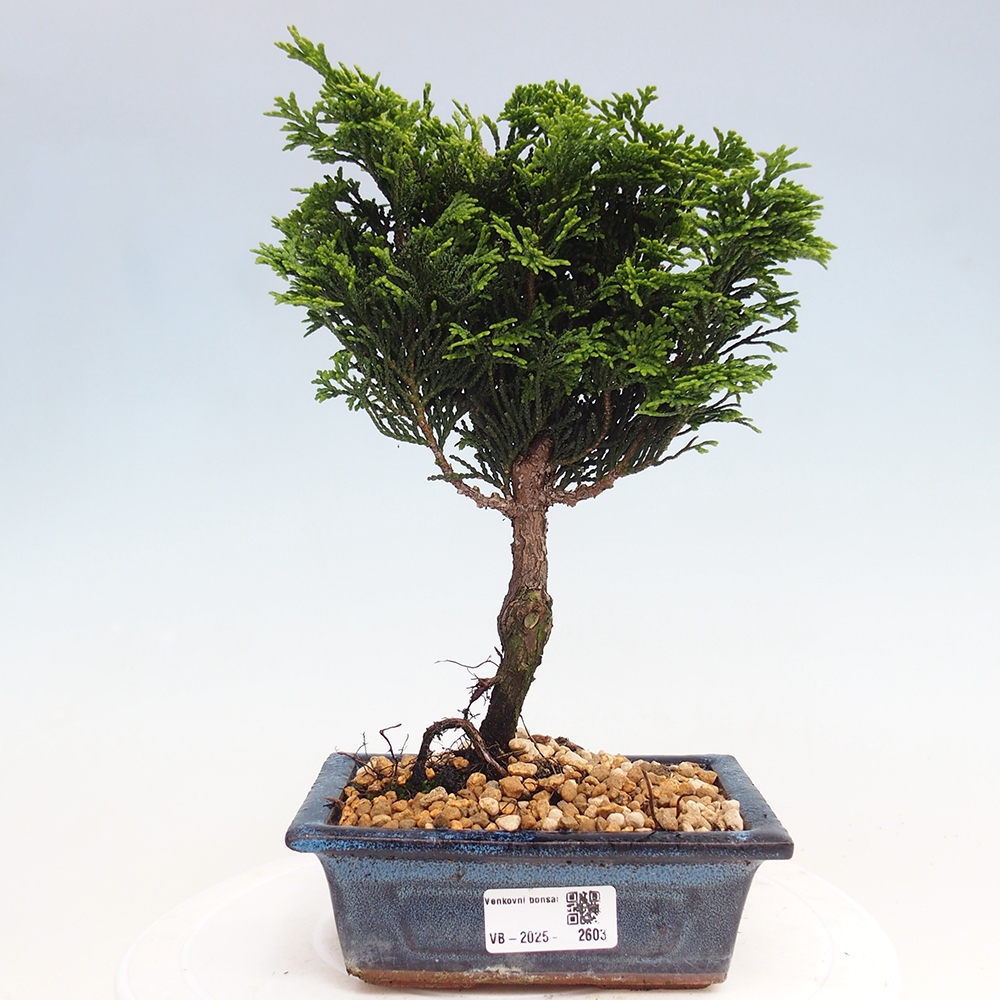 Outdoor bonsai - Cham.pis obtusa Nana Gracilis - Cypress