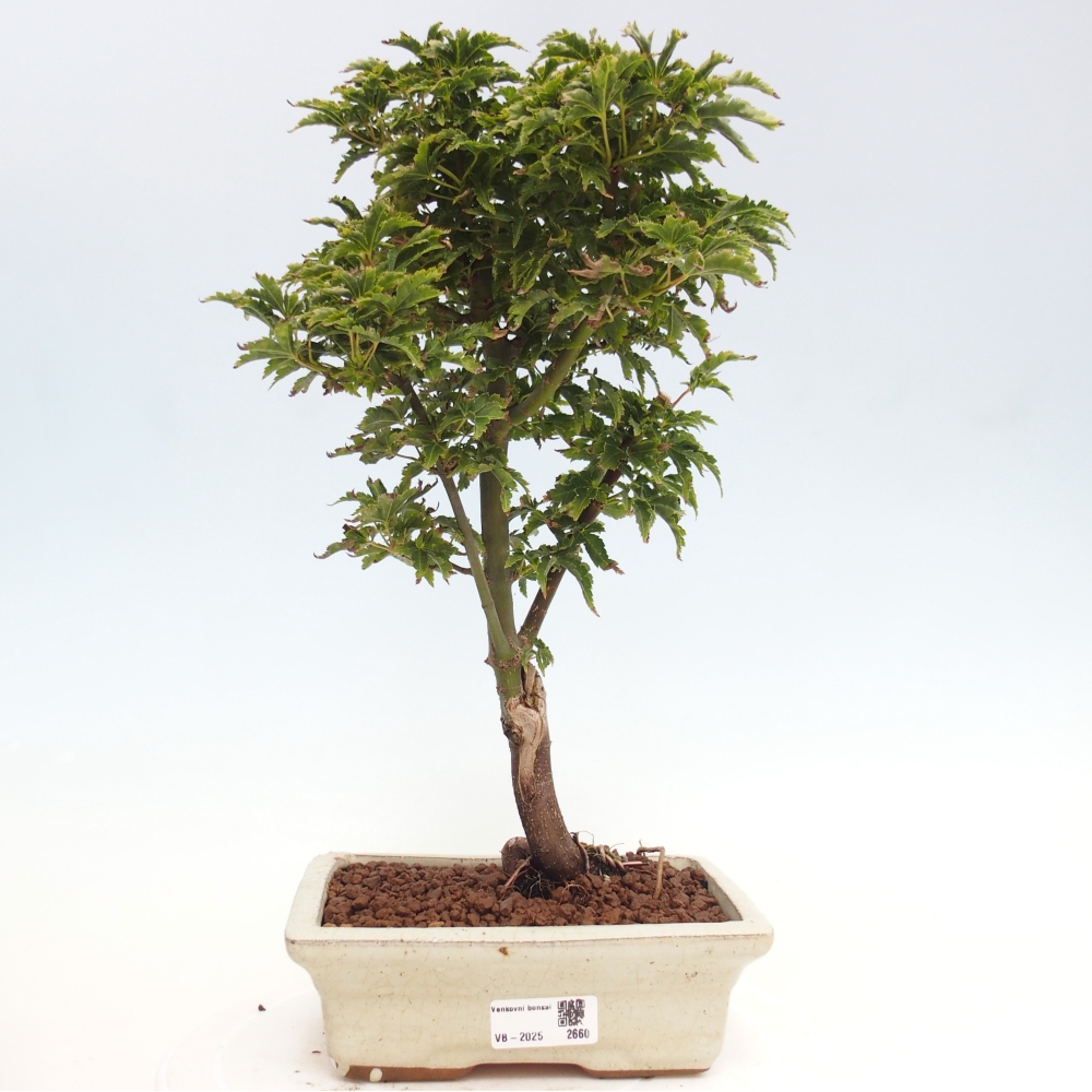 Outdoor bonsai - Acer palmatum Shishigashira maple