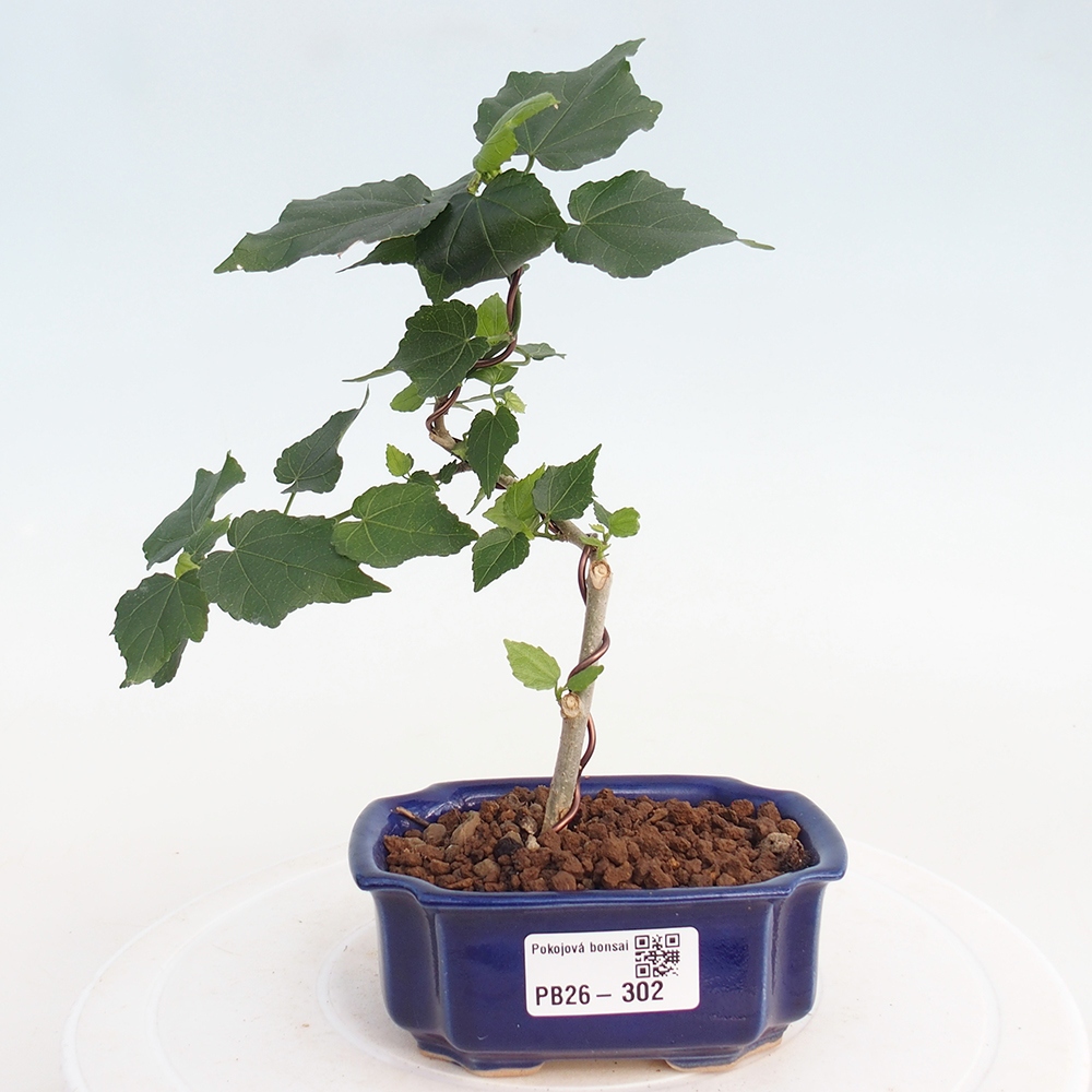 Indoor bonsai - Malvaviscus arboreus