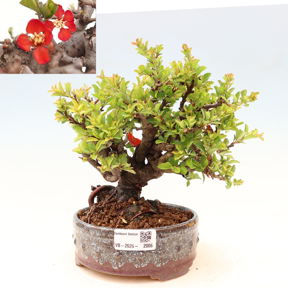 Outdoor bonsai - Chaneomeles speciosa Chojubai