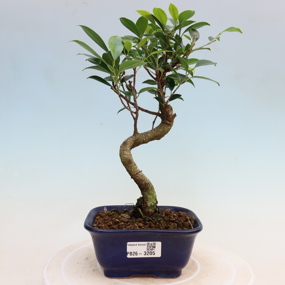 Room bonsai - Ficus kimmen - small-leaved ficus