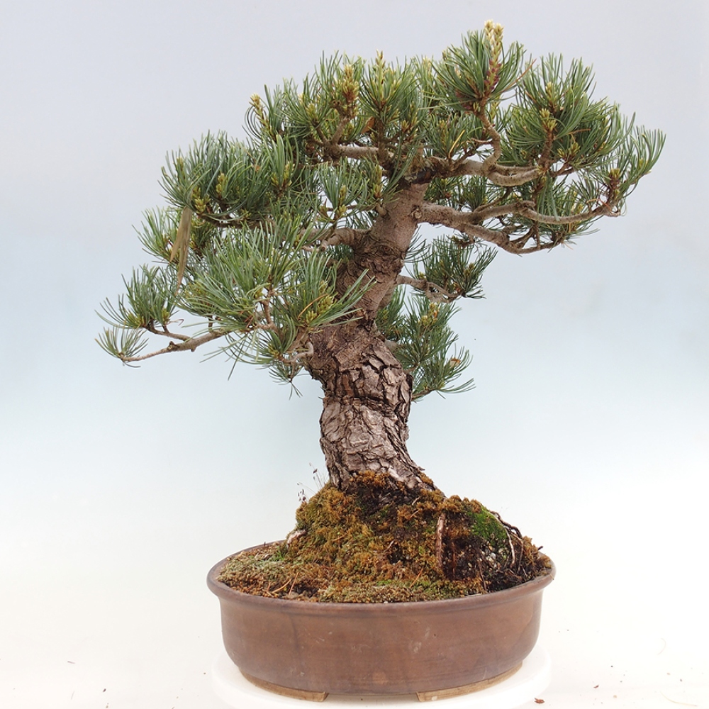 Outdoor bonsai - Pinus parviflora - Pinus parviflora