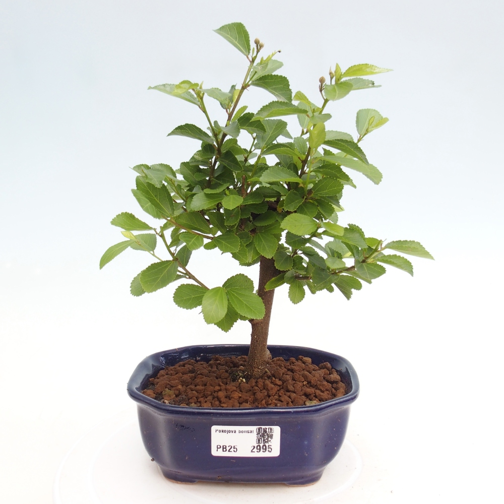 Indoor bonsai - Grewia occidentalis - Lavender star