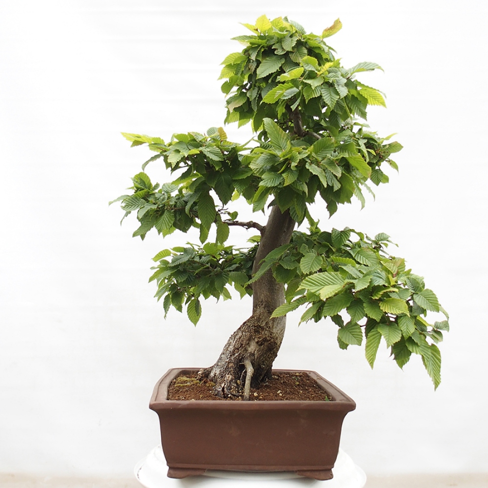Outdoor bonsai - Hornbeam - Carpinus betulus
