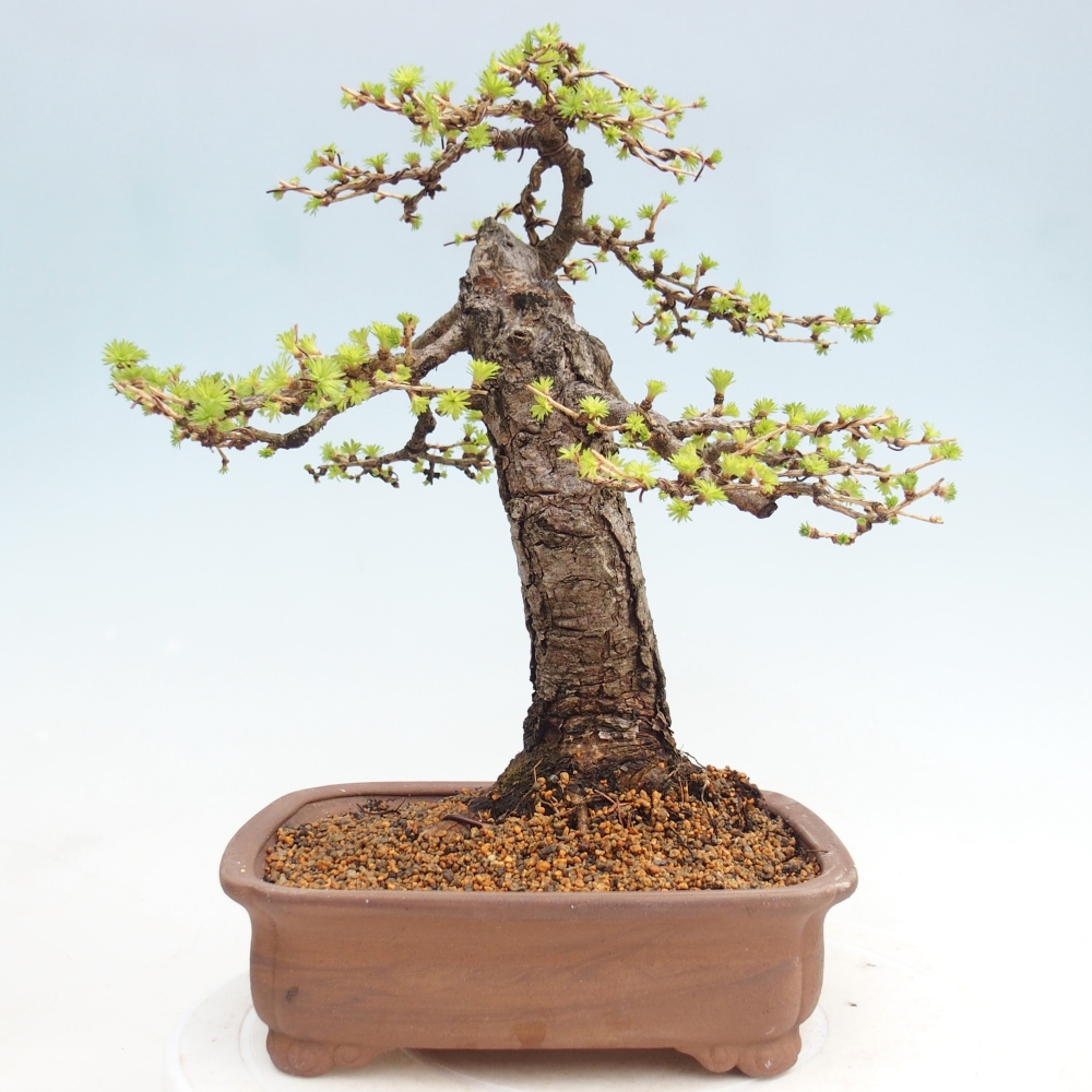 Outdoor bonsai -Larix decidua - Larch