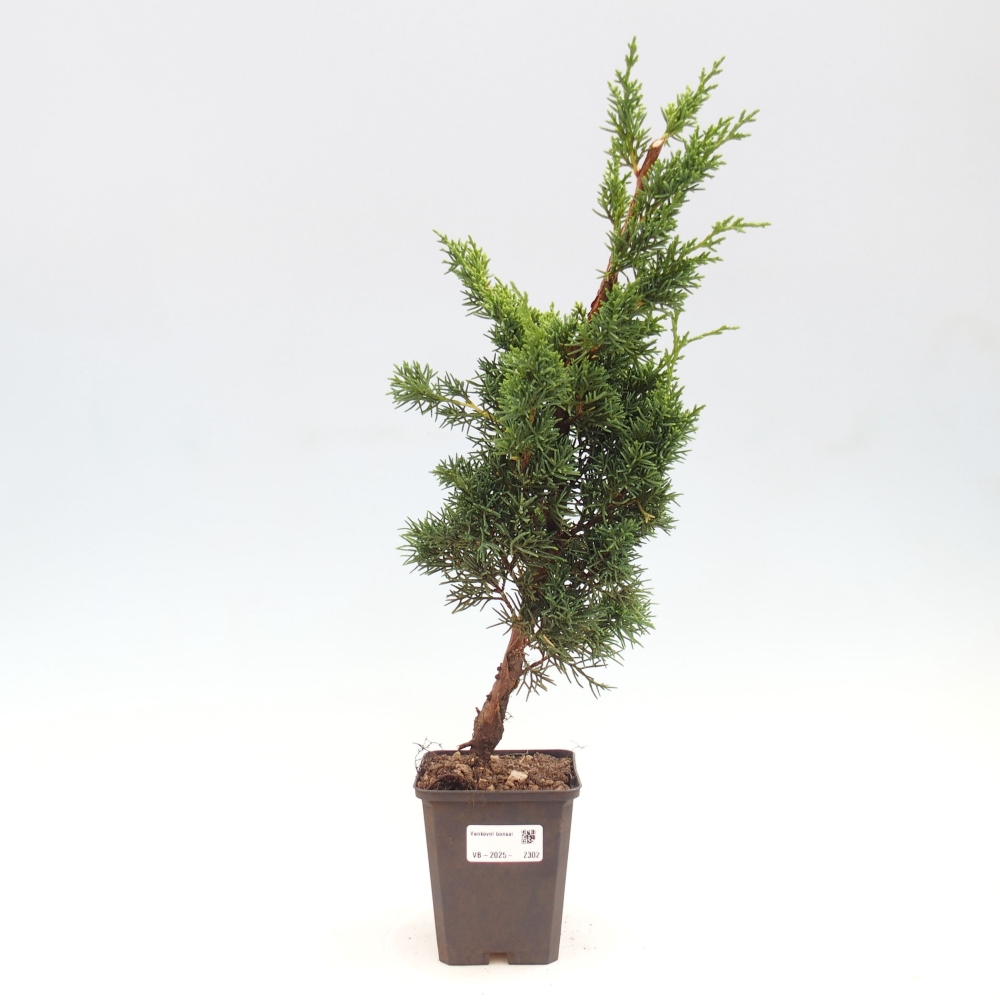 Outdoor bonsai - Juniperus chinensis Kishu - Chinese juniper