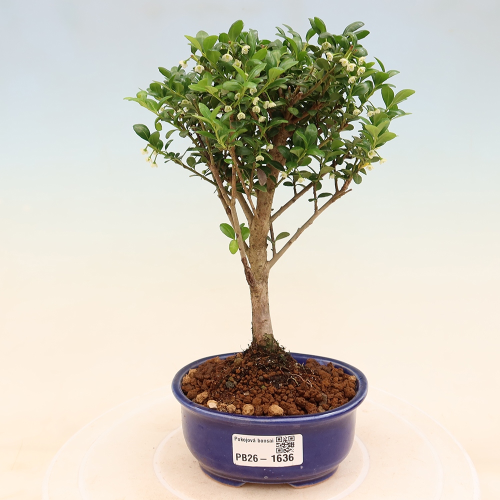 Room bonsai - Ilex crenata - Holly