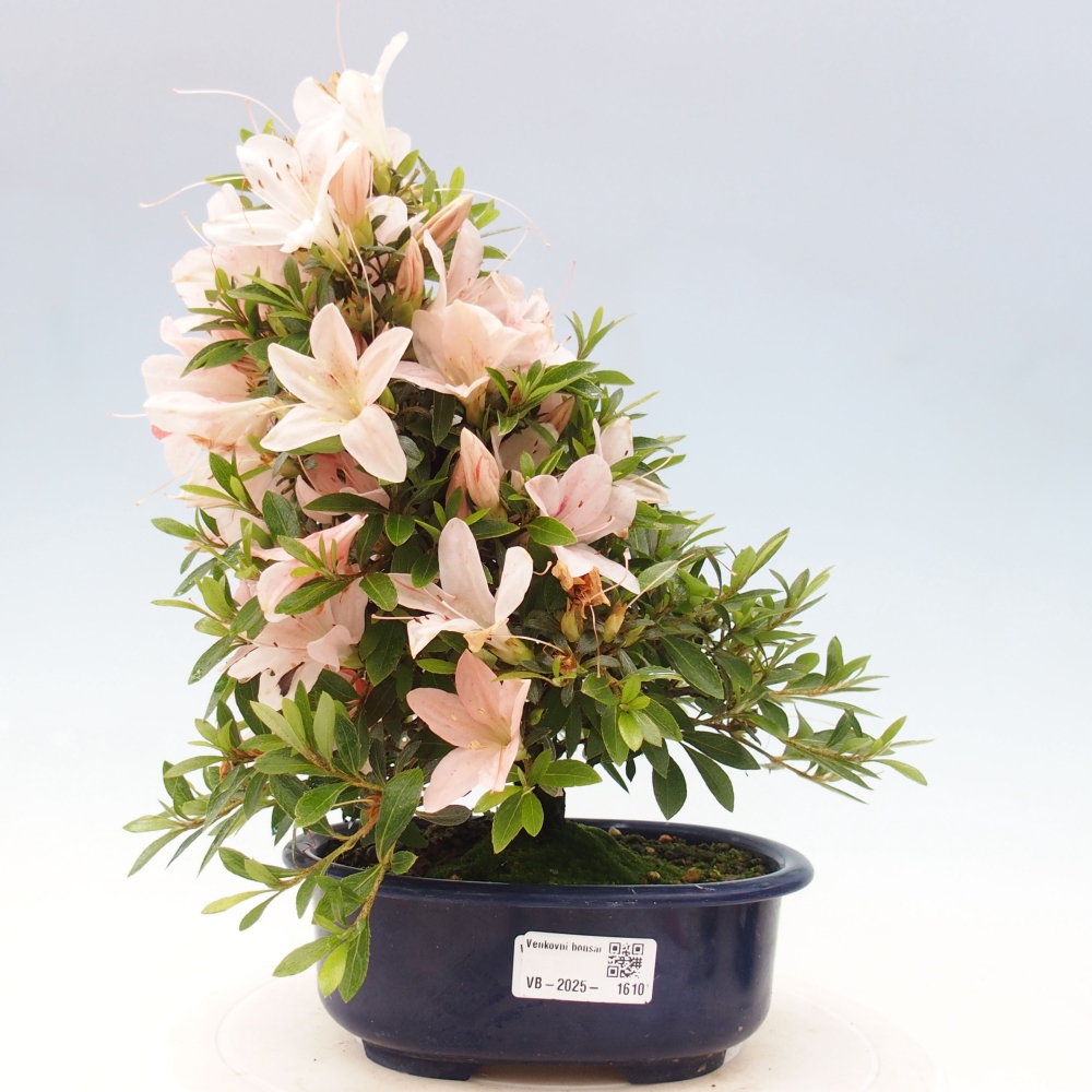 Outdoor bonsai - Japanese azalea - Azalea Nikko