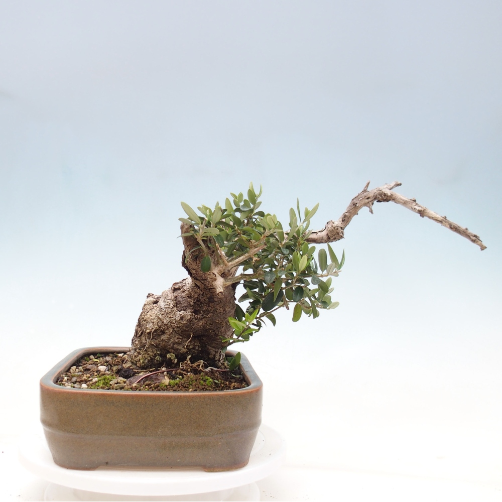 Indoor bonsai - Olea europaea sylvestris - European small-leaved olive oil