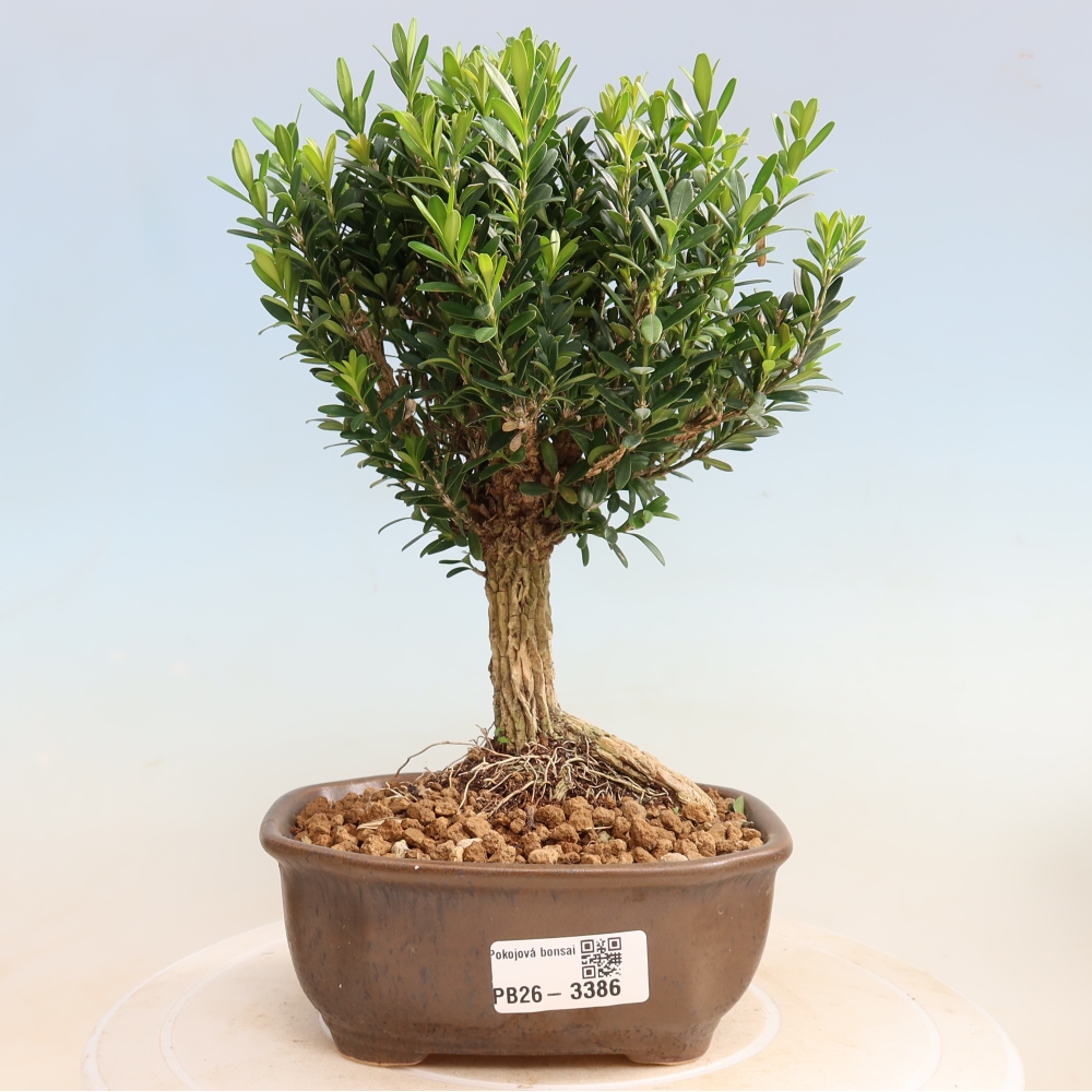 Room bonsai - Buxus harlandii - cork buxus