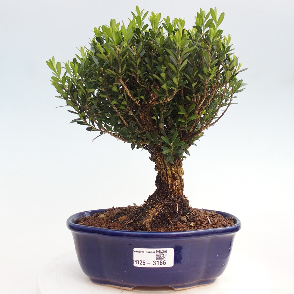 Indoor bonsai - Buxus harlandii - Cork boxwood