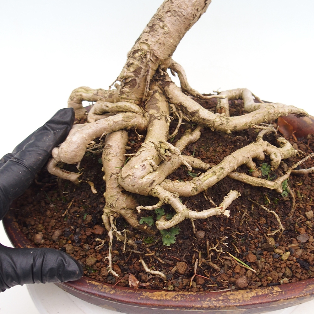 Outdoor bonsai - Ginkgo biloba