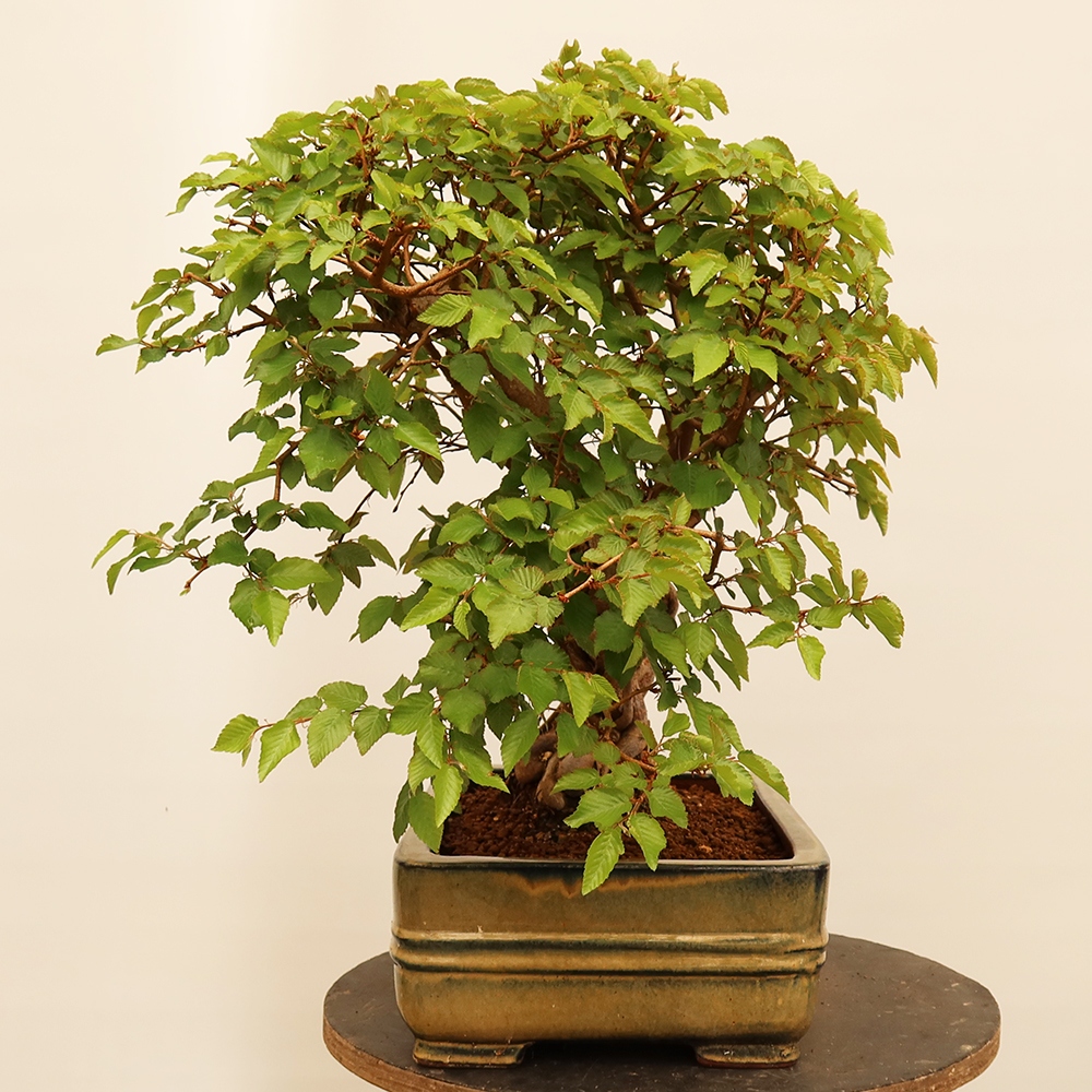 Outdoor bonsai - Carpinus Coreana - Korean hornbeam
