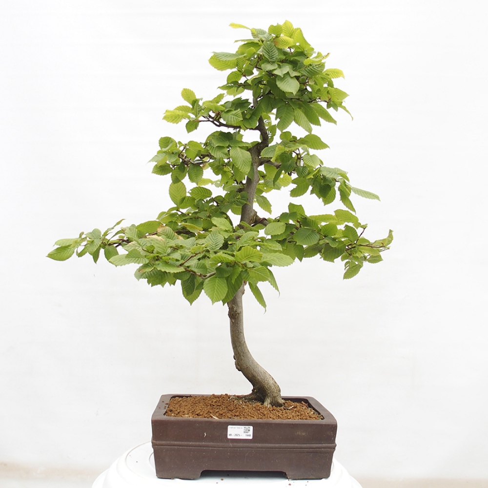Outdoor bonsai - Hornbeam - Carpinus betulus