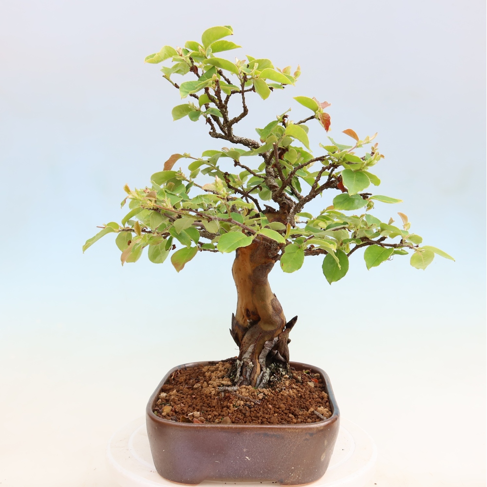 Outdoor bonsai - Pseudocydonia sinensis - Chinese quince