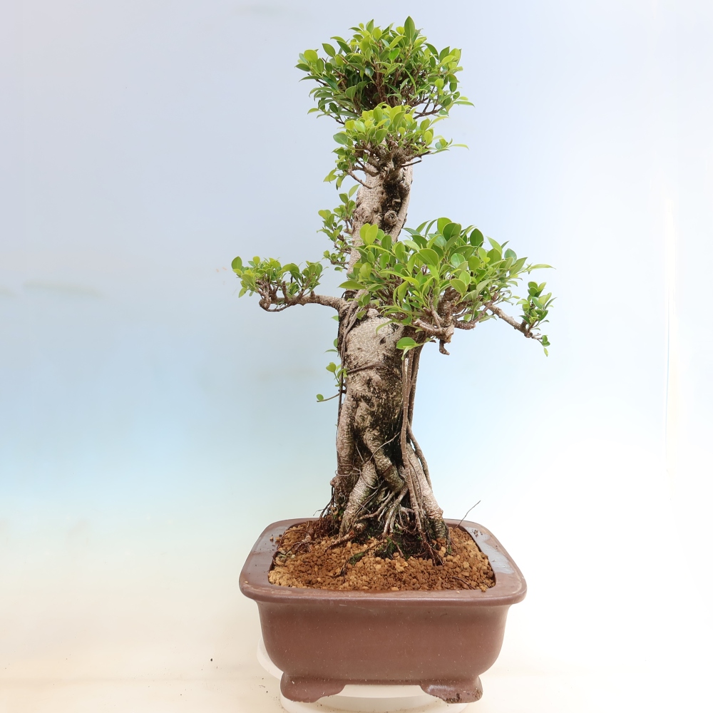 Room bonsai - Ficus kimmen - small-leaved ficus