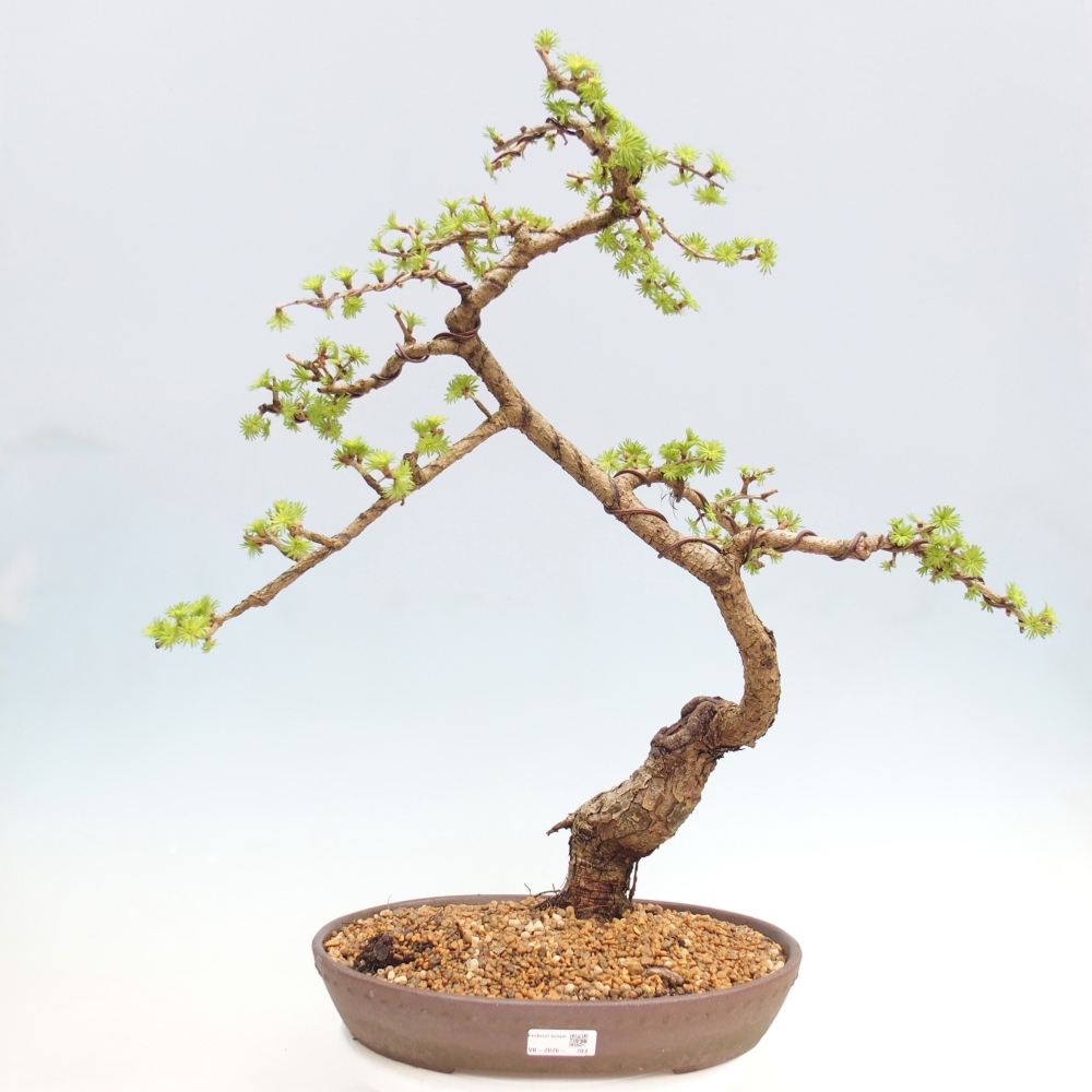 Outdoor bonsai -Larix decidua - Larch - Pallet transport only