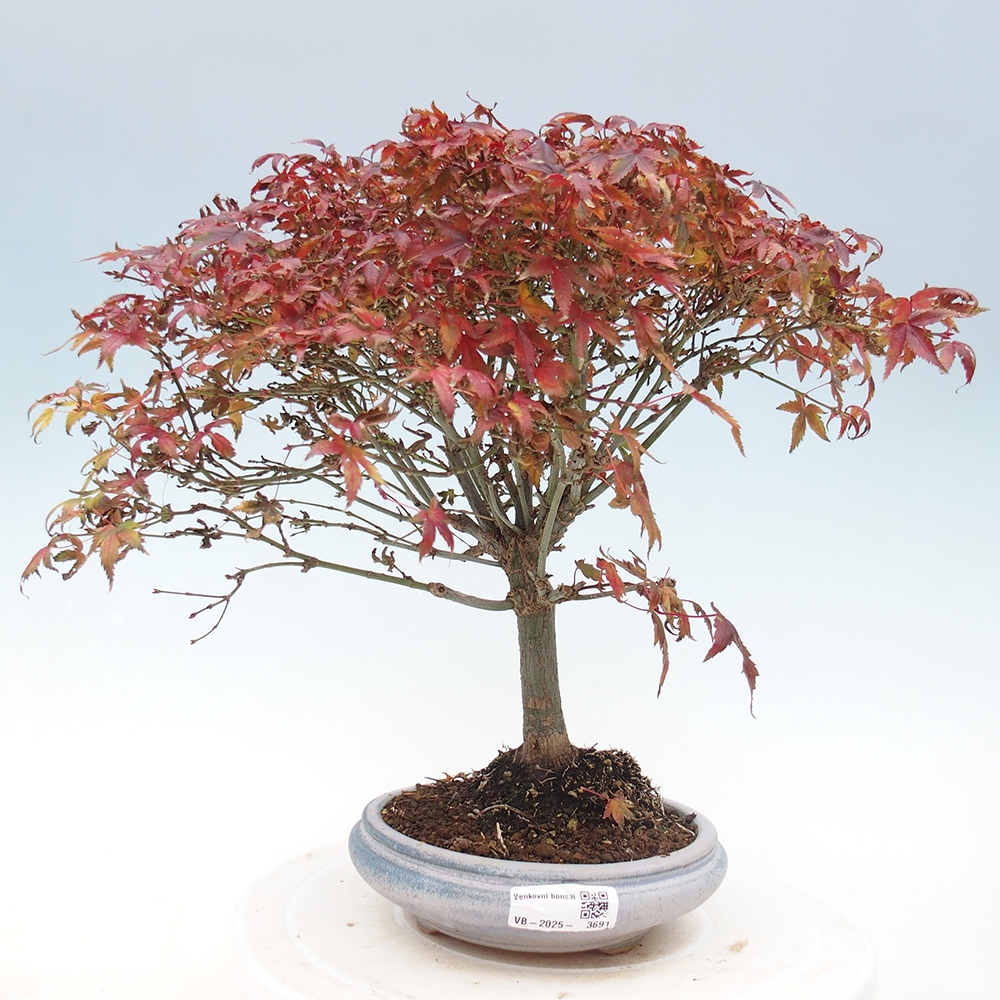 Acer palmatum KIOHIME - Palmetto maple