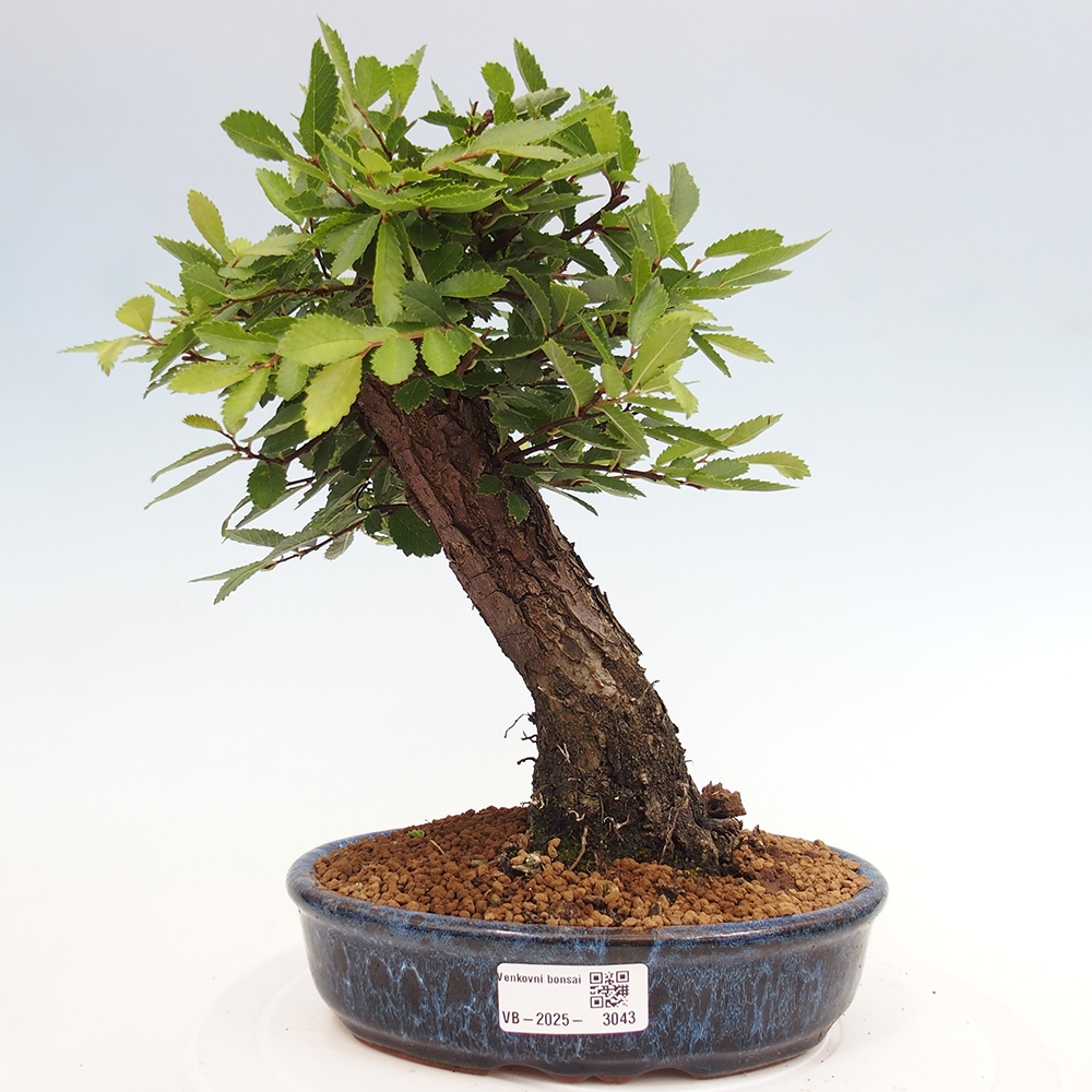 Outdoor bonsai - Zelkova - Zelkova NIRE