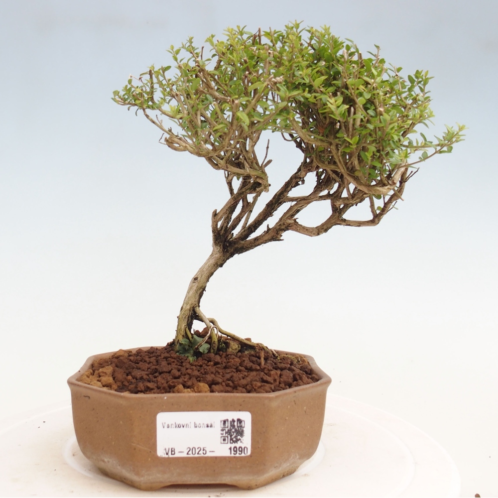 Outdoor bonsai-Lonicera nitida Twiggy -Honeysuckle