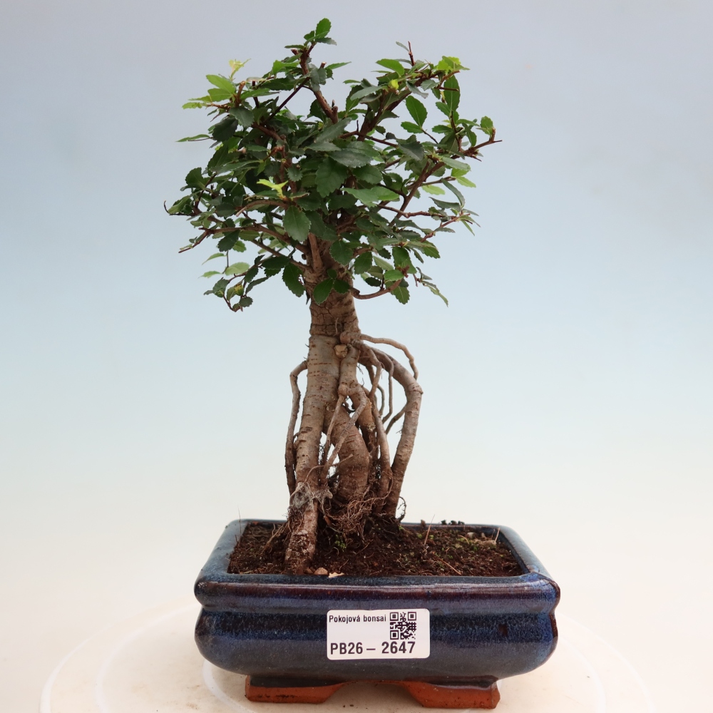 Room bonsai - Ulmus parvifolia - Small-leaved elm