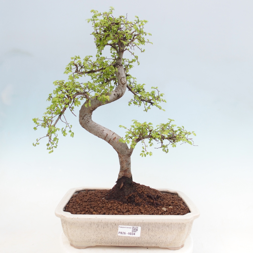 Room bonsai - Ulmus parvifolia - Small-leaved elm
