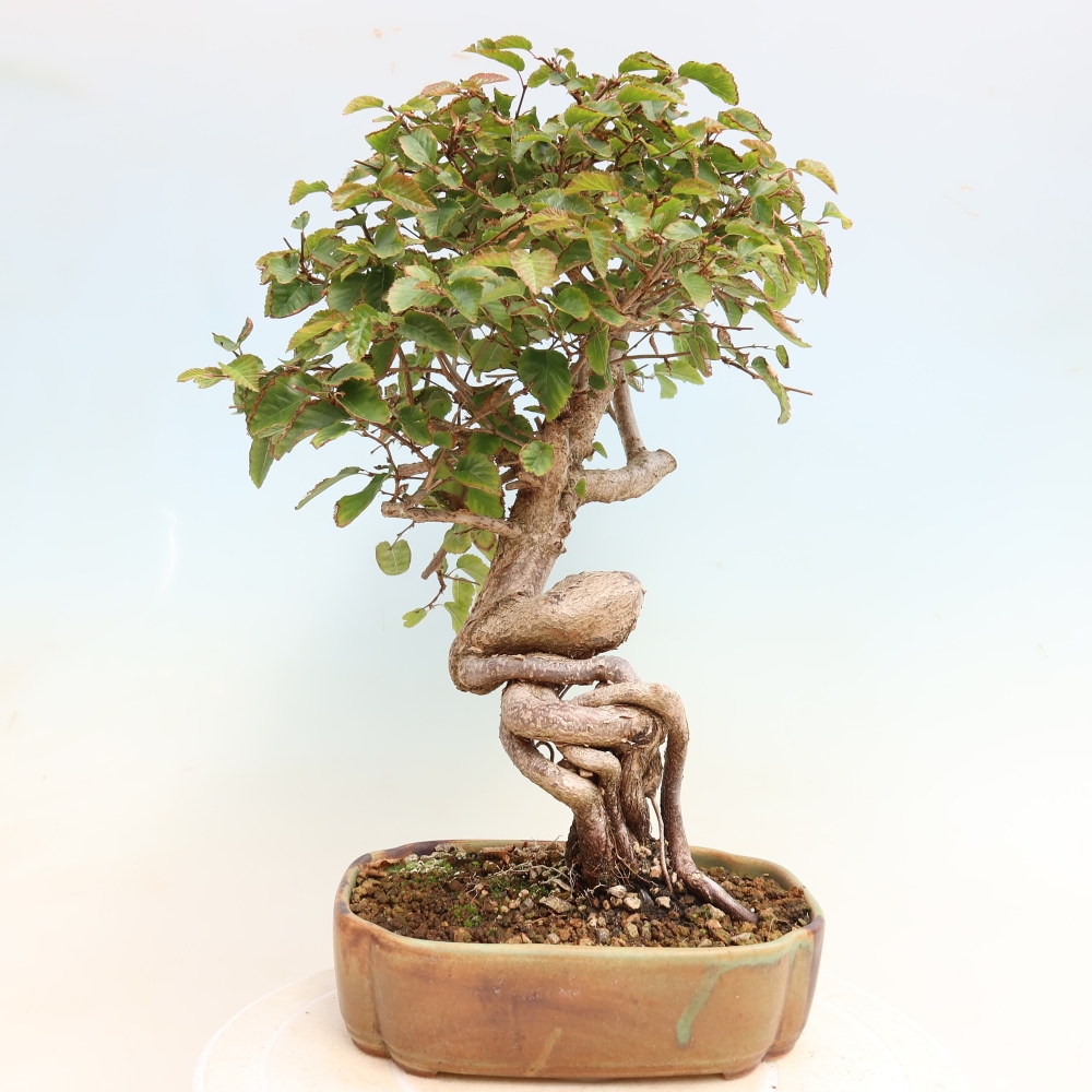 Outdoor bonsai -Carpinus CARPINOIDES - Korean Hornbeam