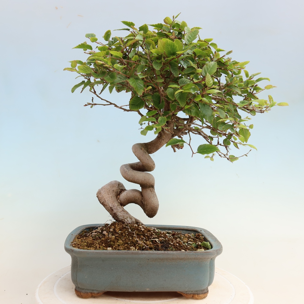Outdoor bonsai -Carpinus CARPINOIDES - Korean Hornbeam