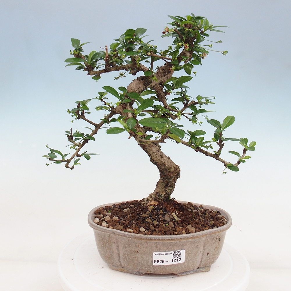 Room bonsai - Carmona macrophylla - Tea fuki