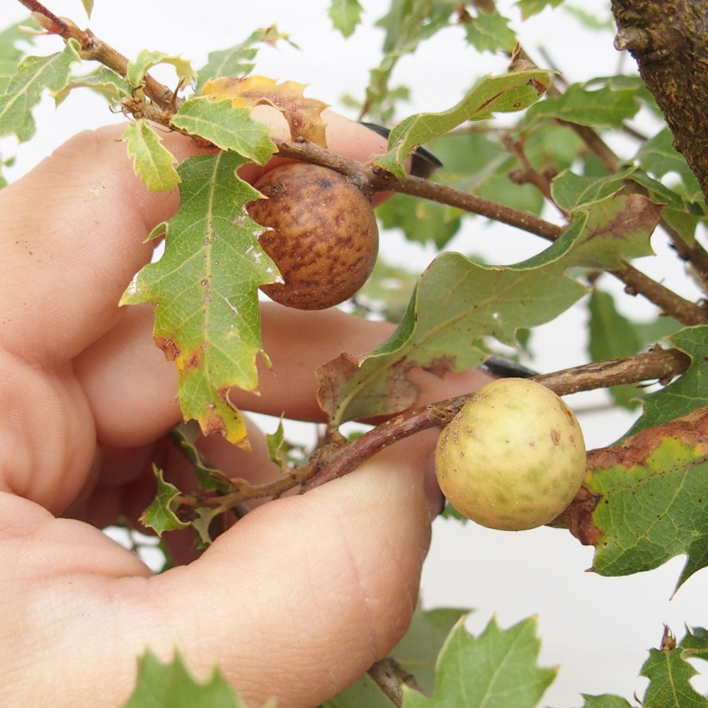 Yamadori - Quercus Ilex - Oak holly