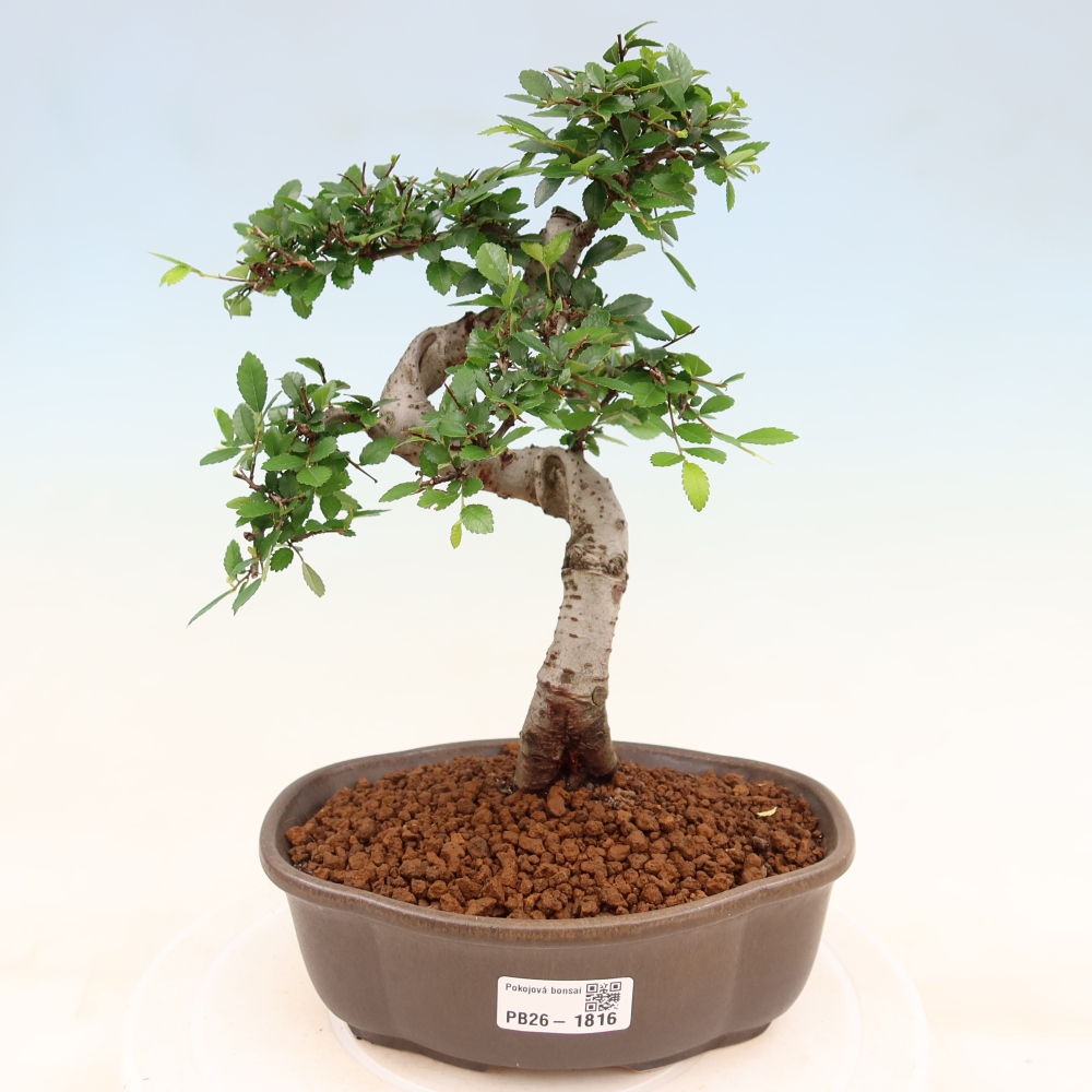 Room bonsai - Ulmus parvifolia - Small-leaved elm