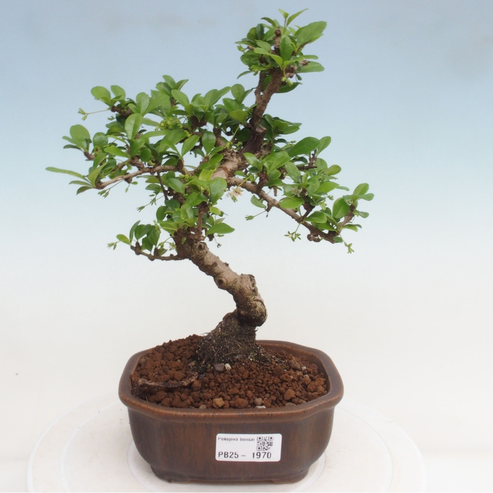 Indoor bonsai - Carmona macrophylla - Fuki tea