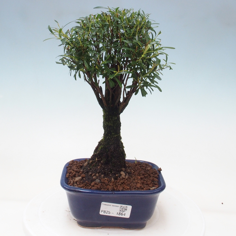 Room bonsai - Syzygium - Pimentovník