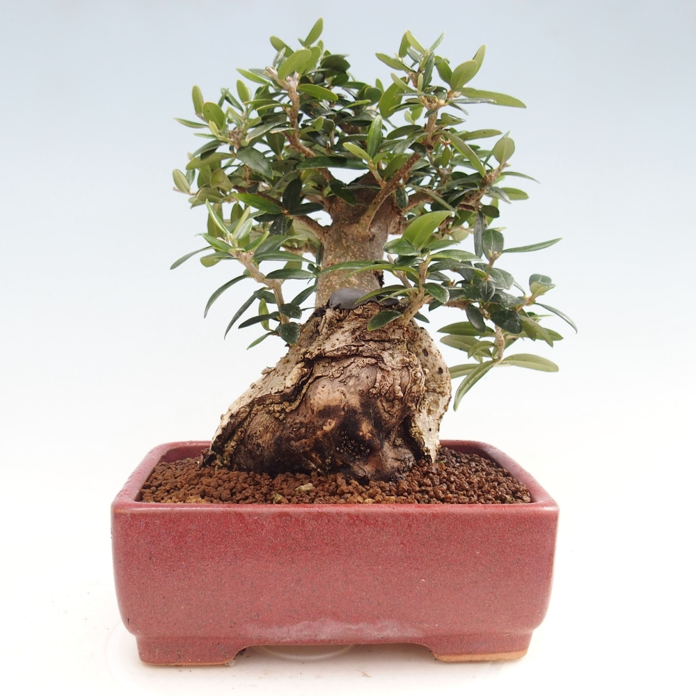 Indoor bonsai - Olea europaea sylvestris - European small-leaved olive oil