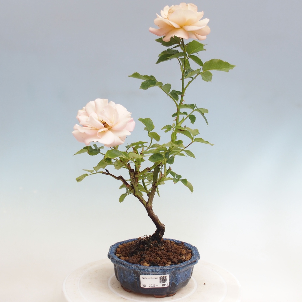 Outdoor bonsai - Rosa Kordes -  rose