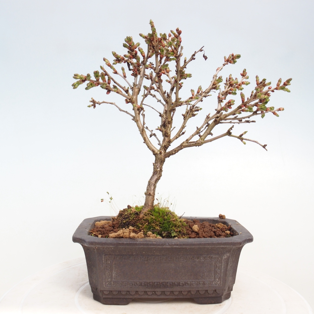 Outdoor bonsai - Prunus incisa Kojou-no mai-Plivon cut out