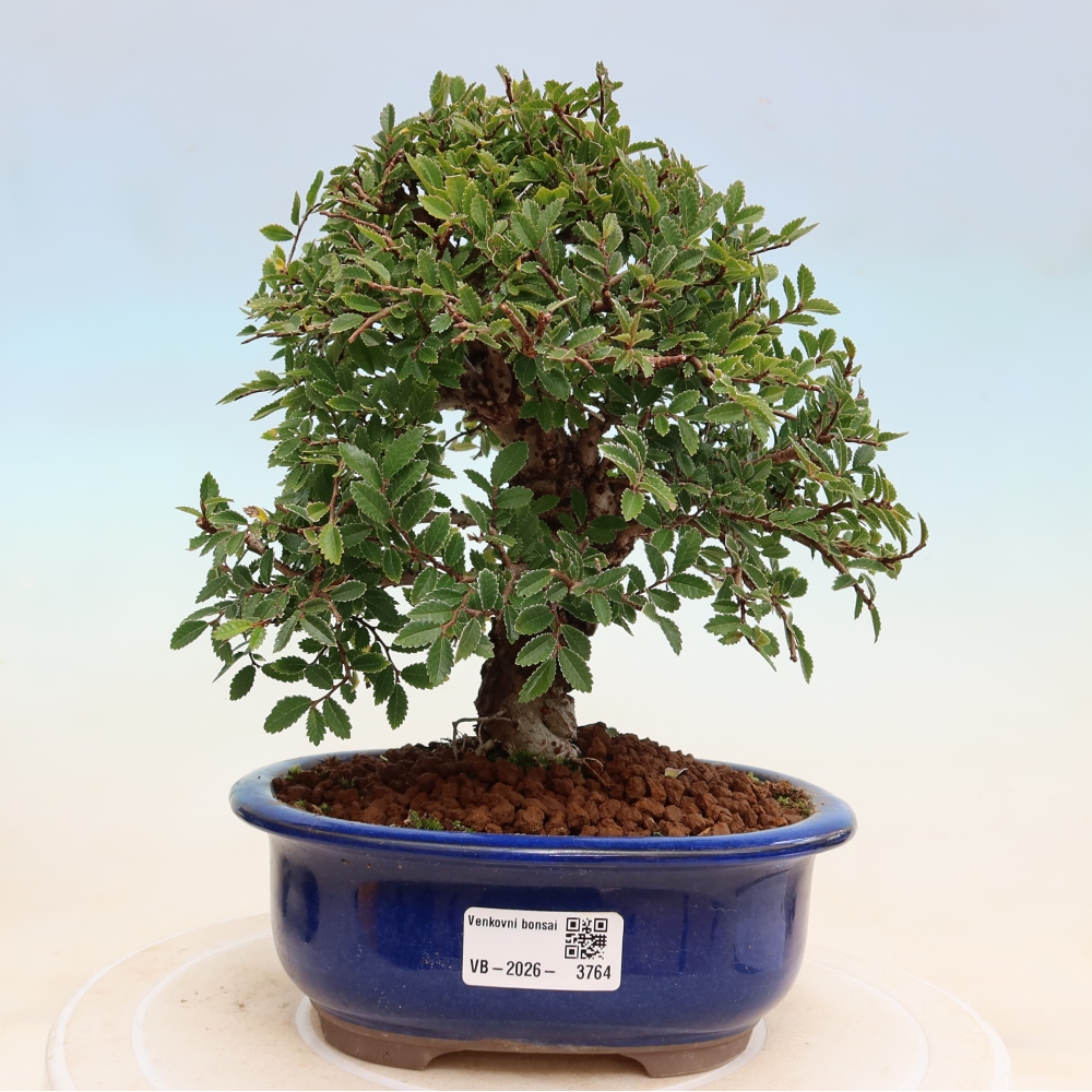 Outdoor bonsai - Zelkova - Zelkova NIRE