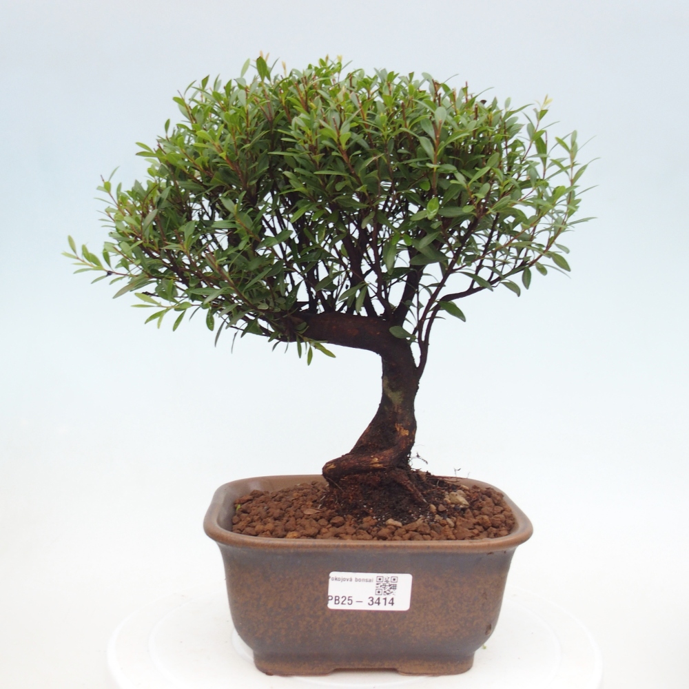 Room bonsai - Syzygium - Pimento