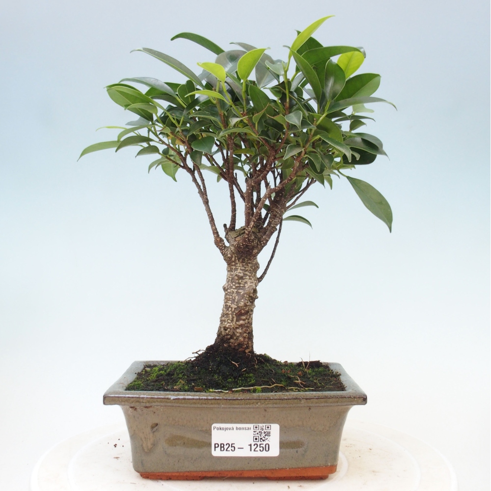 Indoor bonsai - Ficus retusa - small-leaved ficus