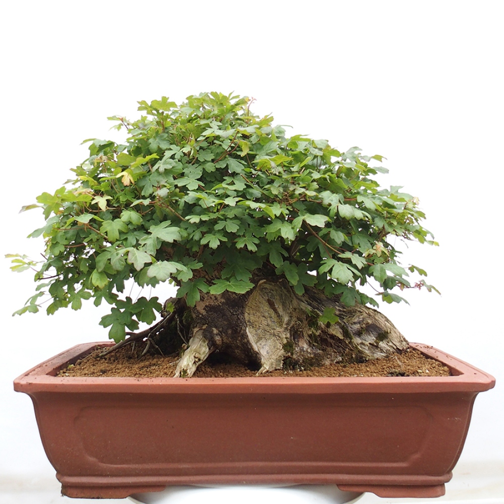 Outdoor bonsai - French Maple - Acer Nonspessulanum