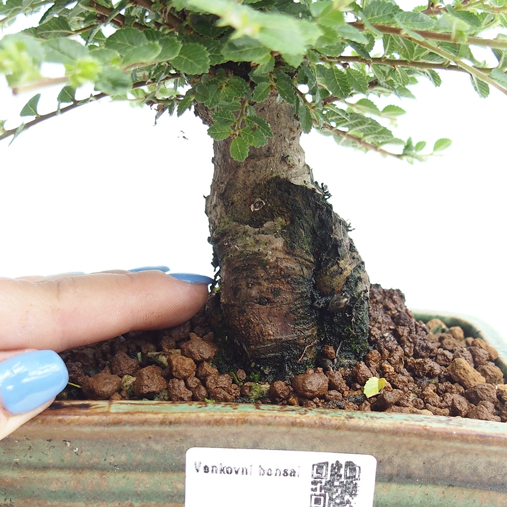 Outdoor bonsai - Ulmus parvifolia Hokkaido - Chinese elm